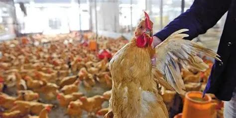 Efeedlink Ghana Poultry Farmers Urge Government To Intervene To Save