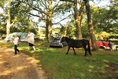 Ashurst Campsite Camping In The New Forest Ph