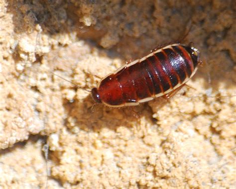 Loboptera Decipiens Loboptera Decipiens Le Loboptère Fuya… Flickr