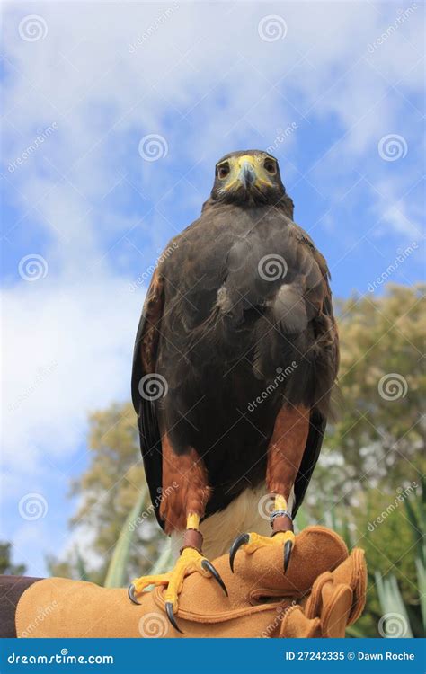 Bird Of Prey Harris Hawk Stock Image Image Of Buzzard 27242335