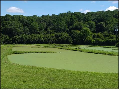 Constructed Wetlands For Wastewater Treatment