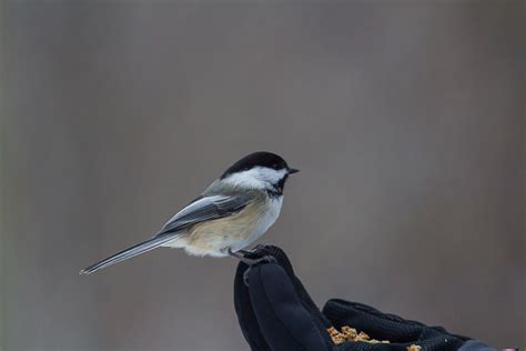 Fanshawe Conservation Area; A Paradise For Birders • PAUL ROEDDING ...