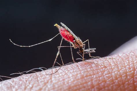 Mengenal Anopheles Nyamuk Penyebab Penyakit Malaria Yang Berbahaya