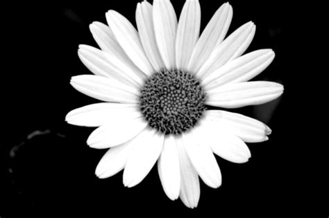 Black and White Daisy Wallpaper - WallpaperSafari