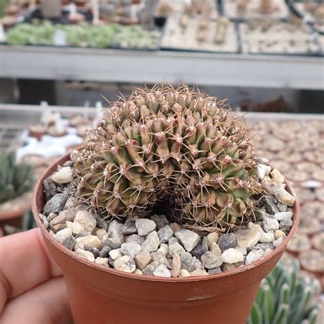 Gymnocalycium Anisitsii V Cristata Cristata Uhlig Kakteen More