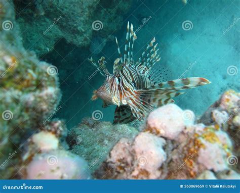 Lion Fish In The Red Sea In Clear Blue Water Hunting For Food Stock