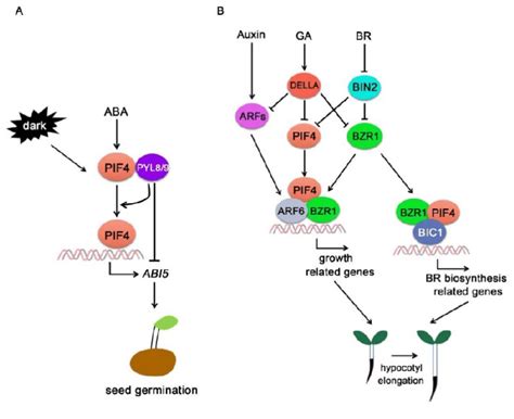 Pif Interacting Hormone Signaling Components A Pifs Specifically