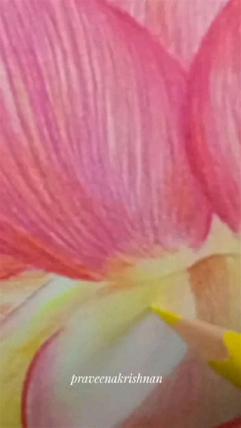 lotus pencil drawing | Pencil drawings, Drawings, Pencil