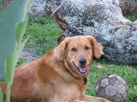 Golden Retrieveryellow Lab Mix Flickr Photo Sharing