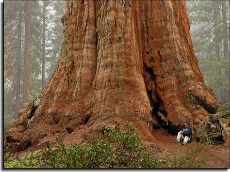 Giant Redwoods In Kings Canyon And Sequoia National Parks Tree Redwood