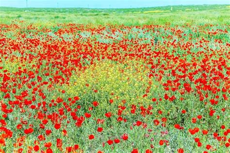 Premium Photo Field With Red Flowers Steppe Poppies In Spring