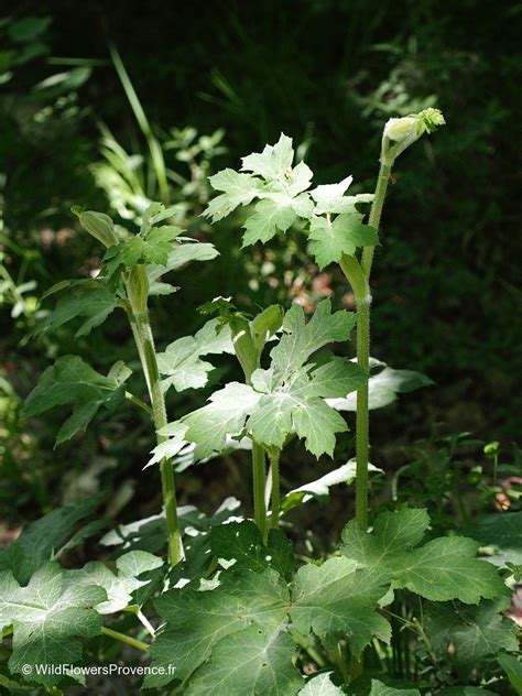 Heracleum Sphondylium Wild In Provence