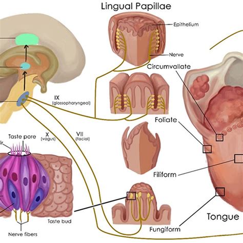 Schematic Representation Of Normal Olfactory Epithelium And Its