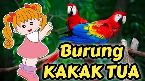 Burung Kakak Tua Maluku Lagu Anak Daerah Lagu Anak Indonesia