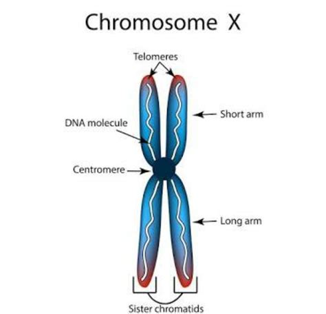 Labeled Chromosome