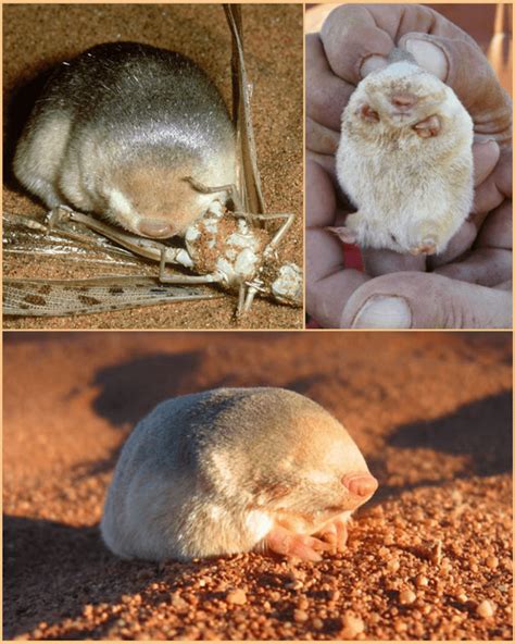 Grants Golden Mole Is A Sand Swimmer Instead Of Building Permanent