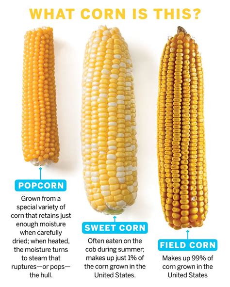 Corn On The Cob Is Shown With Information About It And How To Cook It