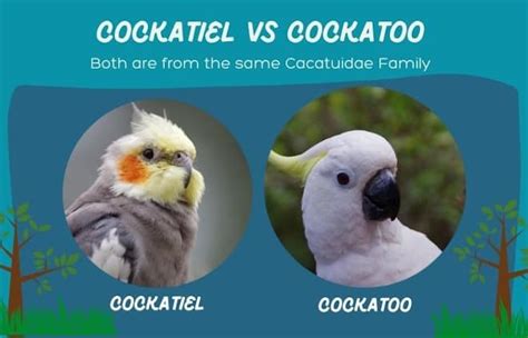 Cockatiel vs Cockatoo: Appearance, Personality & Cost