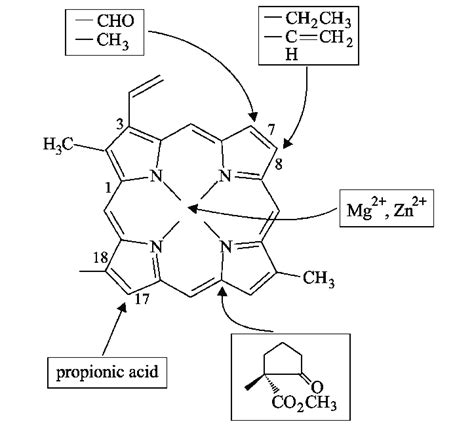 Principal Positions At Porphyrin Ring Of Protochlorophyllide Molecule