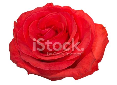 Single Beautiful Red Rose Bloom Isolated On White Stock Photo Royalty