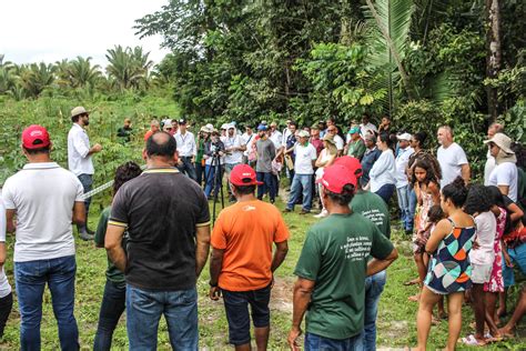 Mst E Embrapa Cocais Realizam Dia De Campo Em Assentamento No Ma Mst