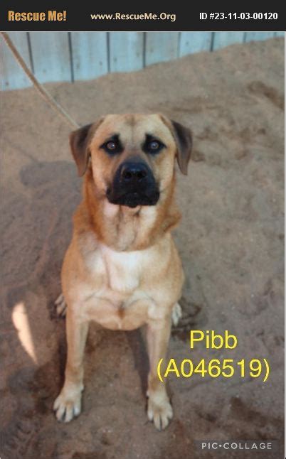 ADOPT 23110300120 Black Mouth Cur Rescue Newnan City GA