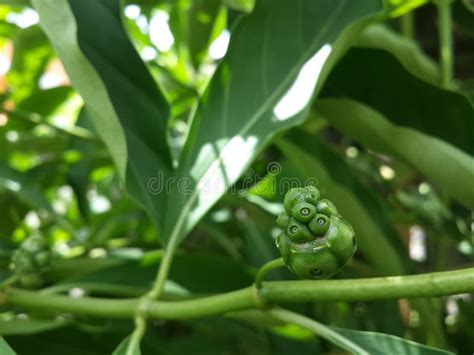 Morinda Citrifolia Fruit Stock Image Image Of Fresh 45237003