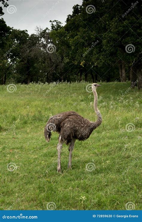 Ostrich Is A Tall Flightless Bird Stock Photo Image Of Africa Masai