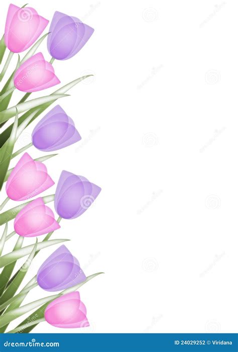 Tulip Border Stock Photography Image 24029252