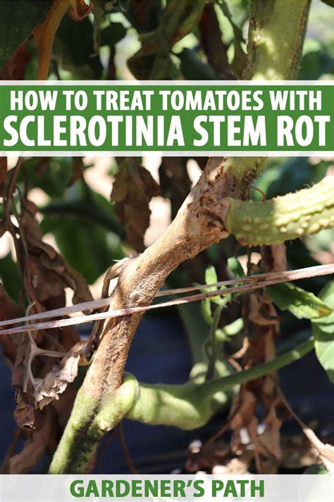 How To Treat Tomato White Mold Sclerotinia Gardeners Path