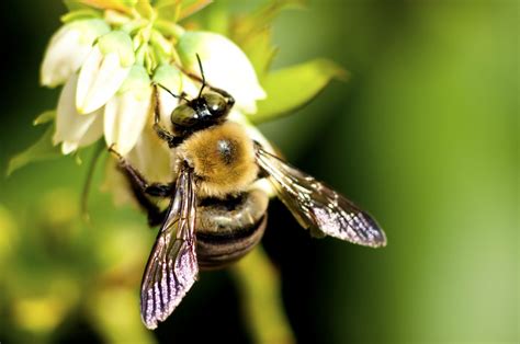 Identifying Supporting Wild Bees Plantura