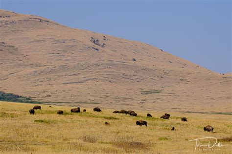 National Bison Range, Montana | Tom Dills Photography Blog