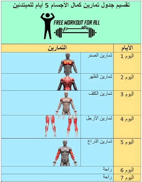 تقسيم جدول تمارين كمال الأجسام 5 أيام للمبتدئين Best Workout For