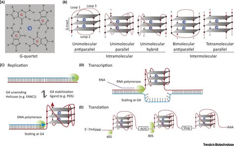 G Quadruplexes Prediction Characterization And Biological