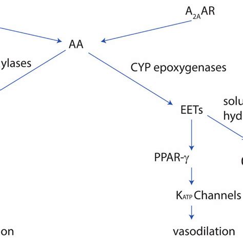 The Role Of Adenosine Receptors In Vascular Tone Regulation See Text Download Scientific