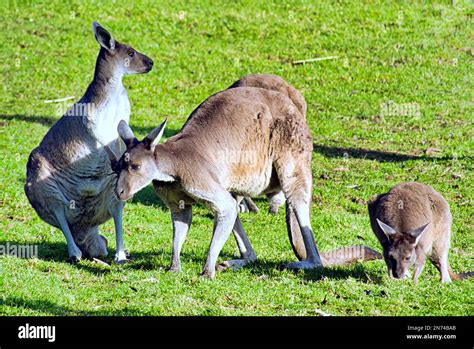 Canguro Canguros Fotograf As E Im Genes De Alta Resoluci N Alamy