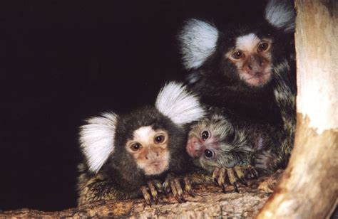 Common Marmoset - Zoo