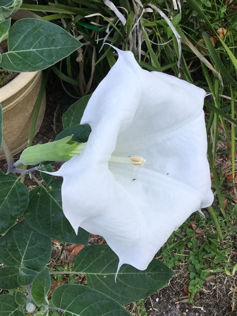 My white bell flower | Flowers, Vines, Plant leaves