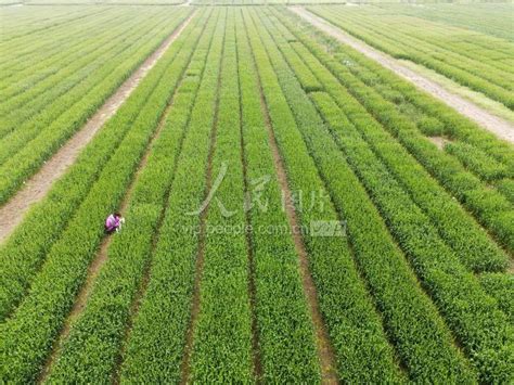 江苏扬州：春耕时节农事忙 人民图片网