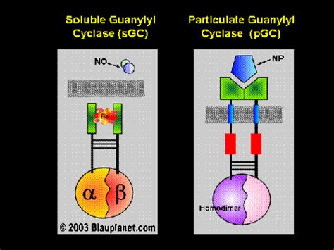 Cyclic Gmp Synthesis Guanylyl Guanylate Cyclases