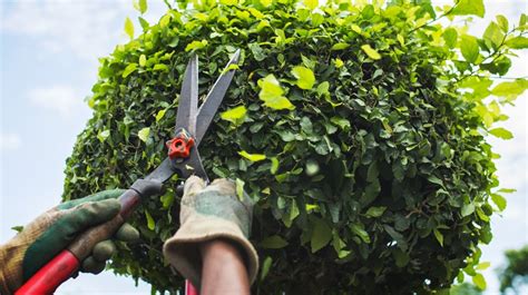 The Importance Of Tree Pruning Advantages And Best Practices News Mab