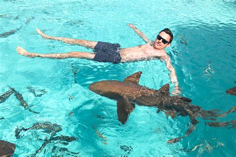 Compass Cay Bahamas Go Swimming With Nurse Sharks