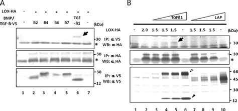 Binding Of Lox To Tgf By Ip Wb Analysis A Binding Of Mlox To Tgf