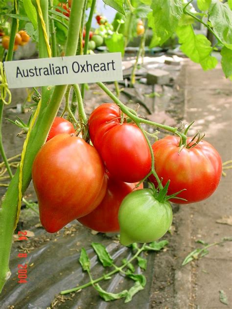 Heirloom Tomato Australian Oxheart