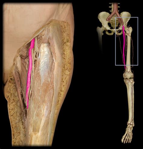 Bms Lab Blood Vessels Leg Apr Flashcards Quizlet