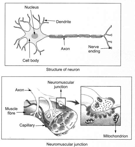 Cbse Class 10 Science Chapter 7 Notes Control And Coordination Ncert Books