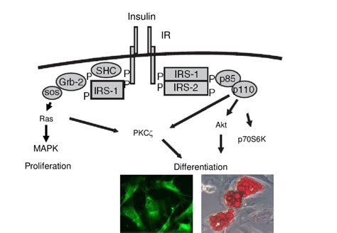 Insulin Signaling Pathways In Brown Adipocytes Modified After Valverde