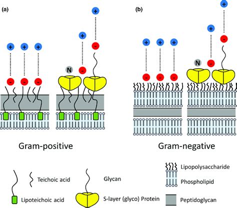 Schematic Of The Major Supramolecular Structures On The Surface