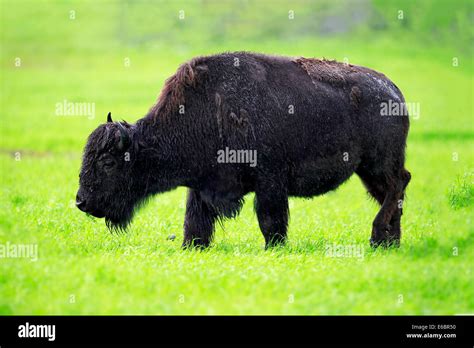 Wood bison (Bison bison athabascae) adult, foraging, Alaska Wildlife Conservation Center ...