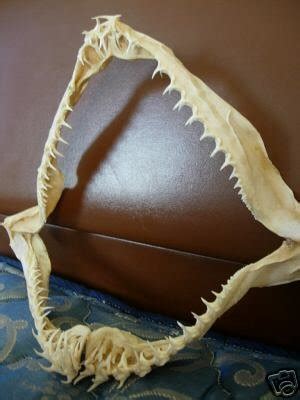 Rarest Shark! GOBLIN Shark Jaw! Must See! | #33017352